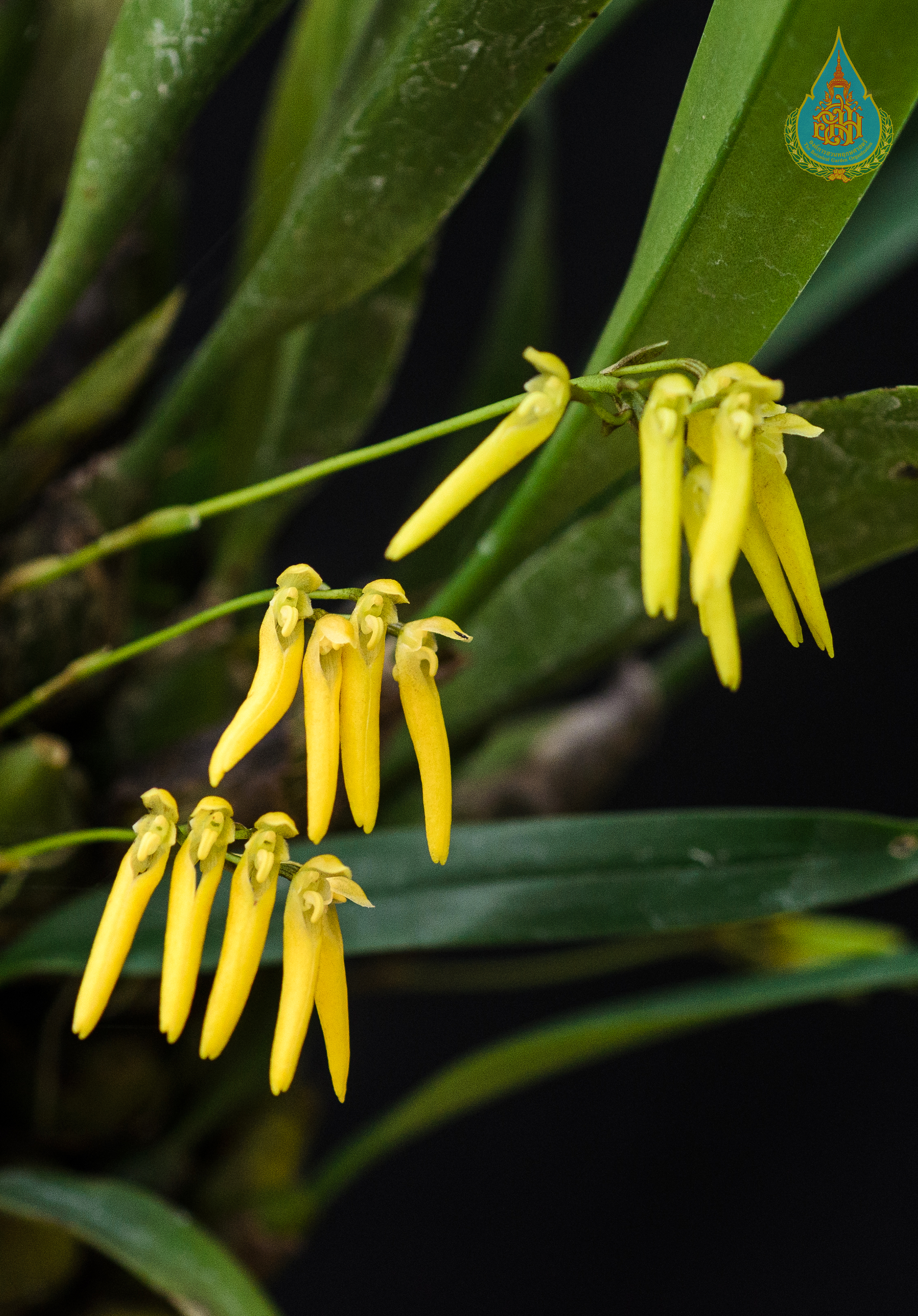พวงถุงคำเหลือง Bulbophyllum helenae (Kuntze) J.J.Sm.<br/>ORCHIDACEAE